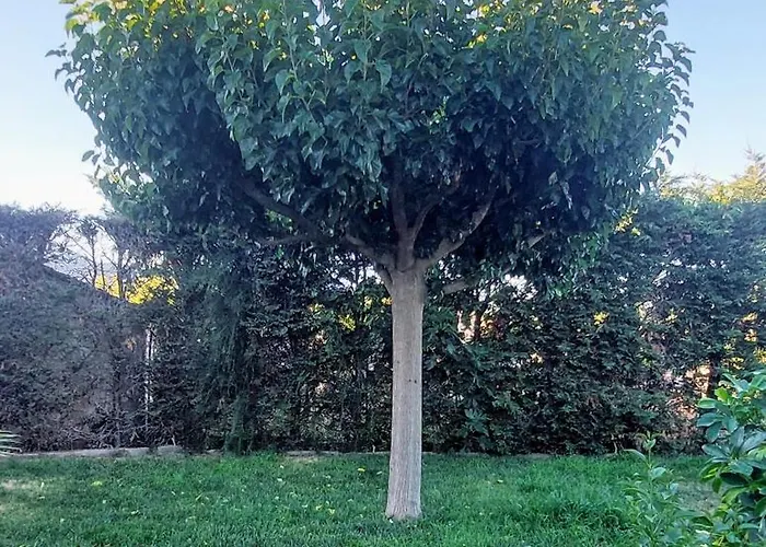 κορωνιδα * Ligourión